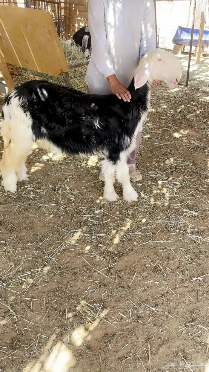 رخل نجديه فاخره عمرها 4 شهور 1