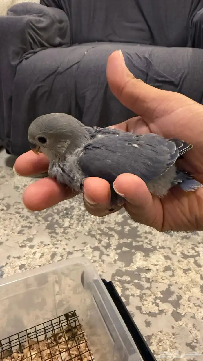 للبيع فروخ روز 12