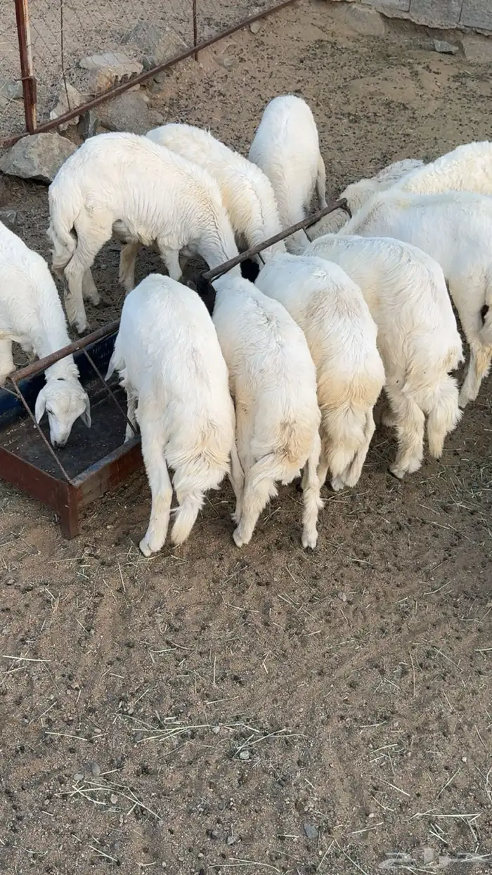10 خرفان مشروطه 4