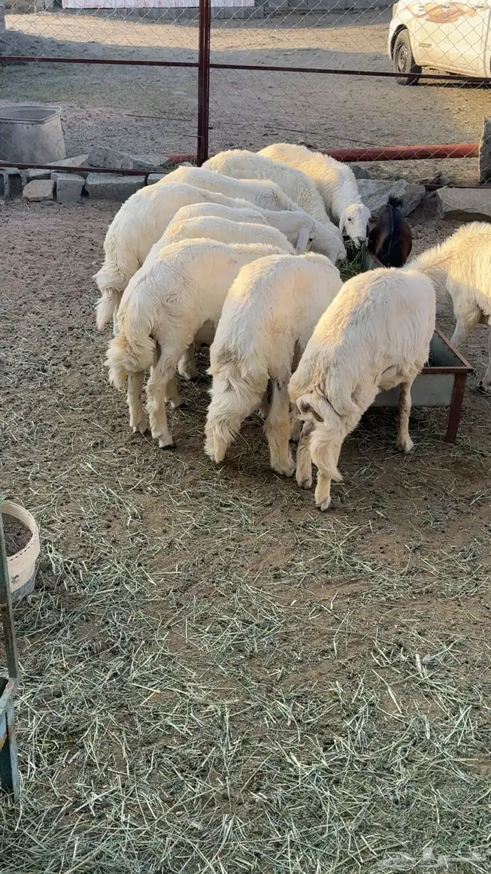 10 خرفان مشروطه 0