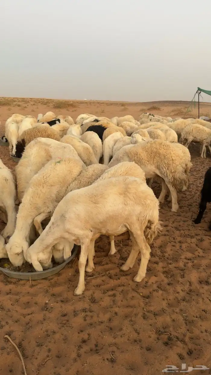 غنم لبيع 2