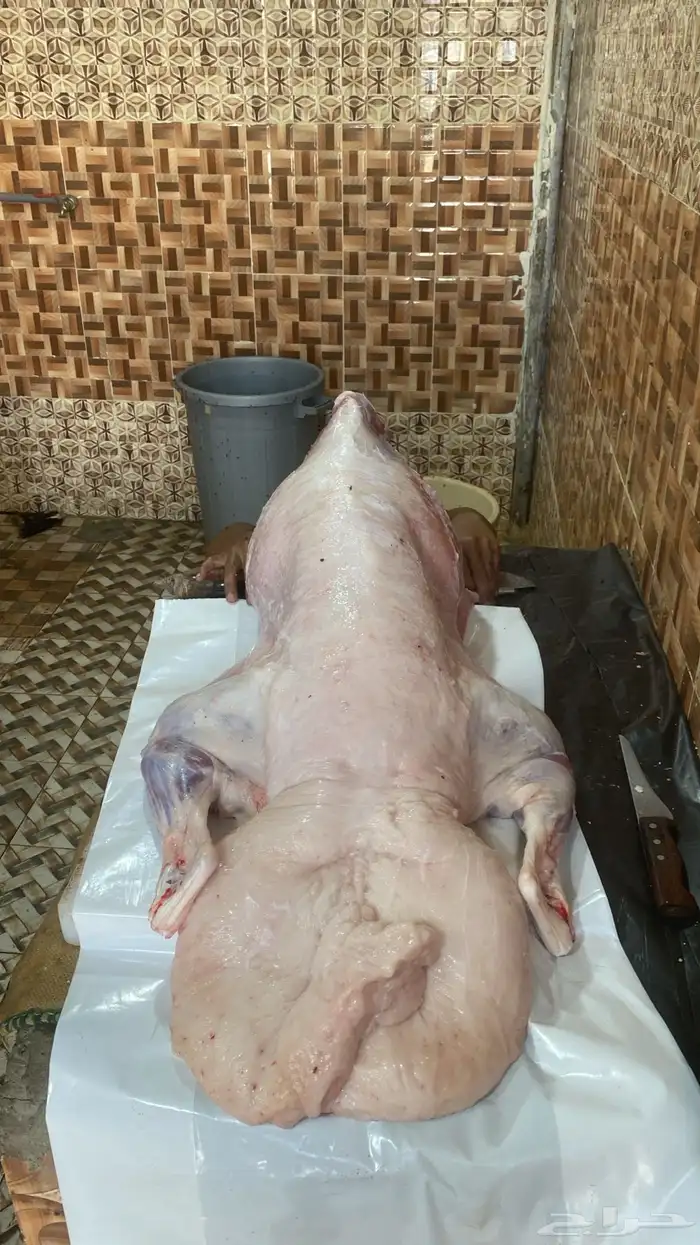 حري فاخر و نعيم وتيوس و سواكن مربها 4