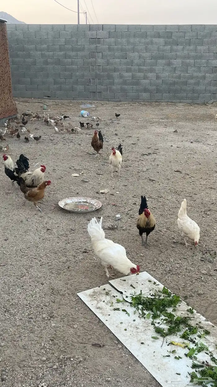 دجاج بلدي بياض تم البيعع 0