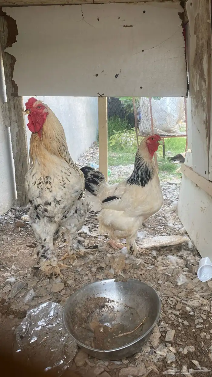 دجاج برهان 3