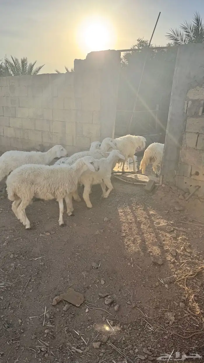 خرفان للبيع 1