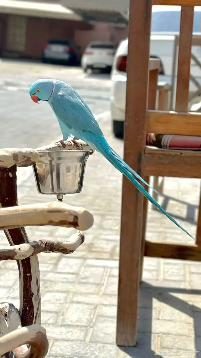 تم البيع تم البيع ذكر ازرق 0