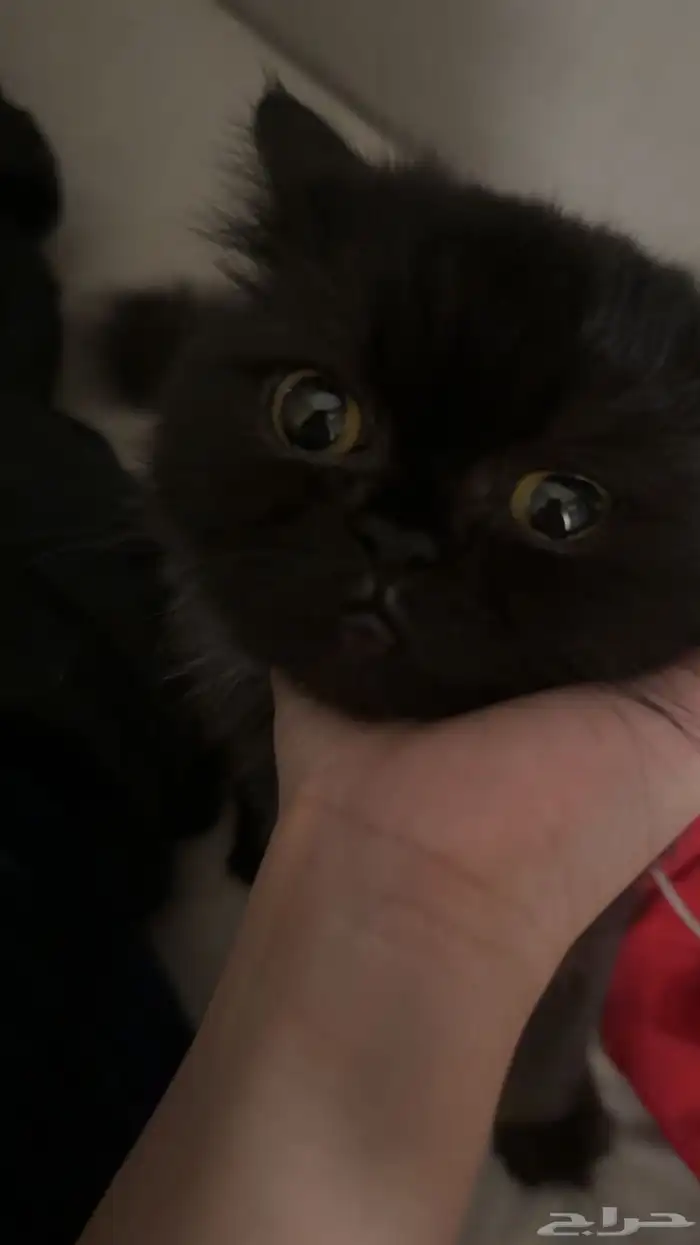 قطط 1