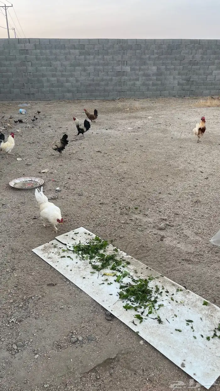 دجاج بلدي بياض تم البيعع 1