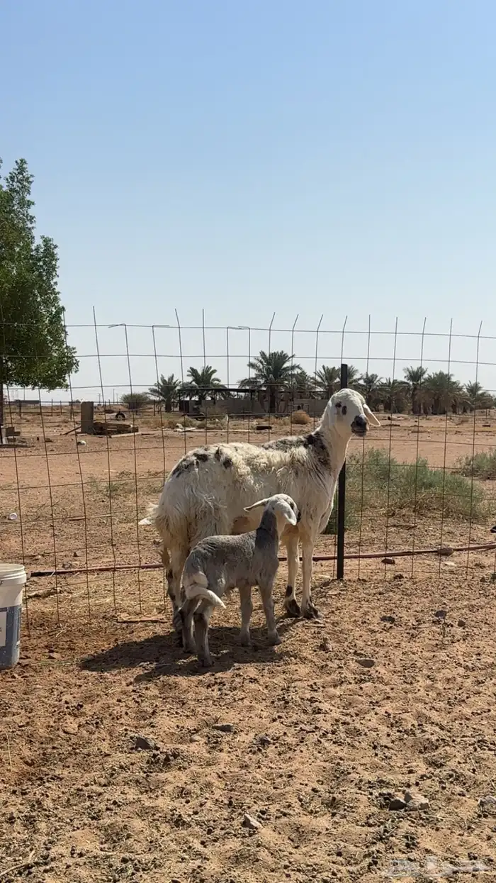 مواليد معهن خرفان 1