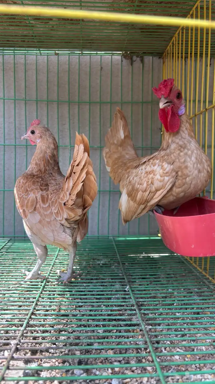 سبرايت كريمي 3