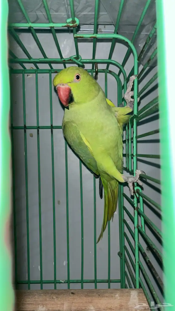 دره هندي منتجه 0