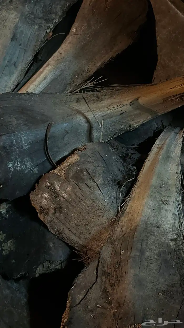 رز مندي دجاج 0