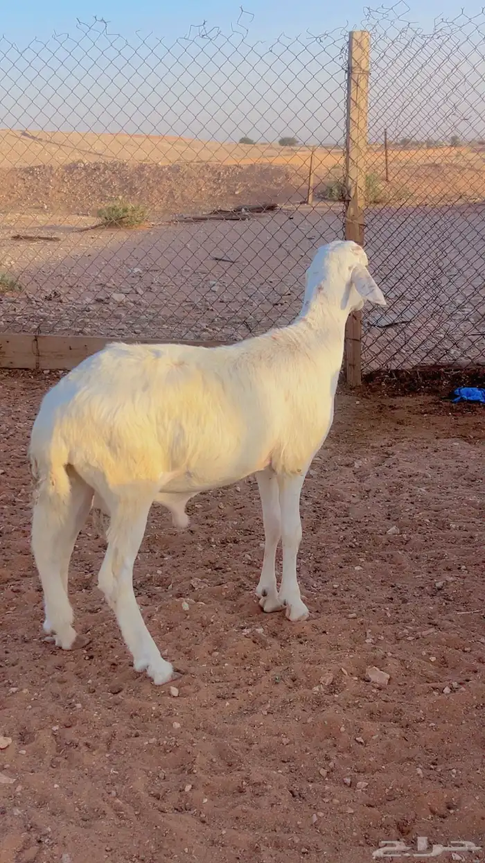 خرفان سواكن مرابي 4شهور فل شحم شرط اللحم والطعم 5