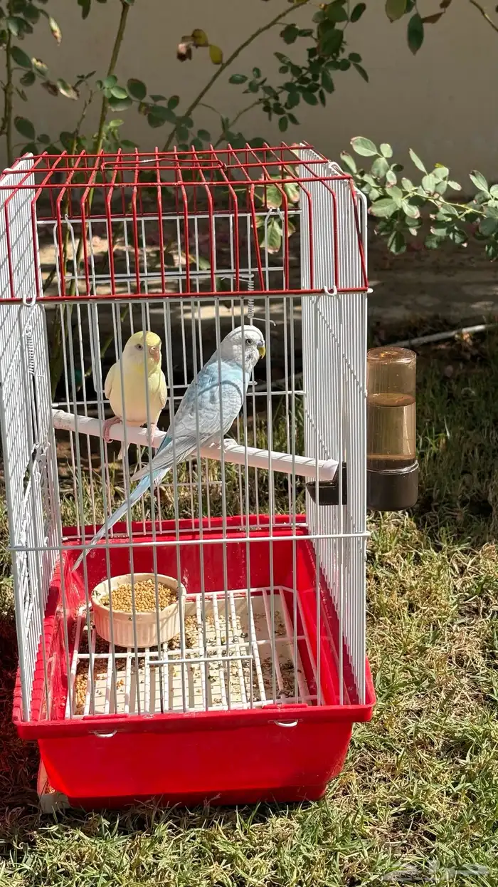 3 اجواز بادجي فاخرة 6