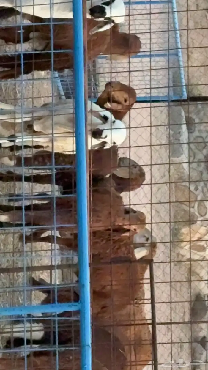 ذبائح للبيع كبير وسط حري سواكني حمري ابيض يوجد تابي وامكان 1