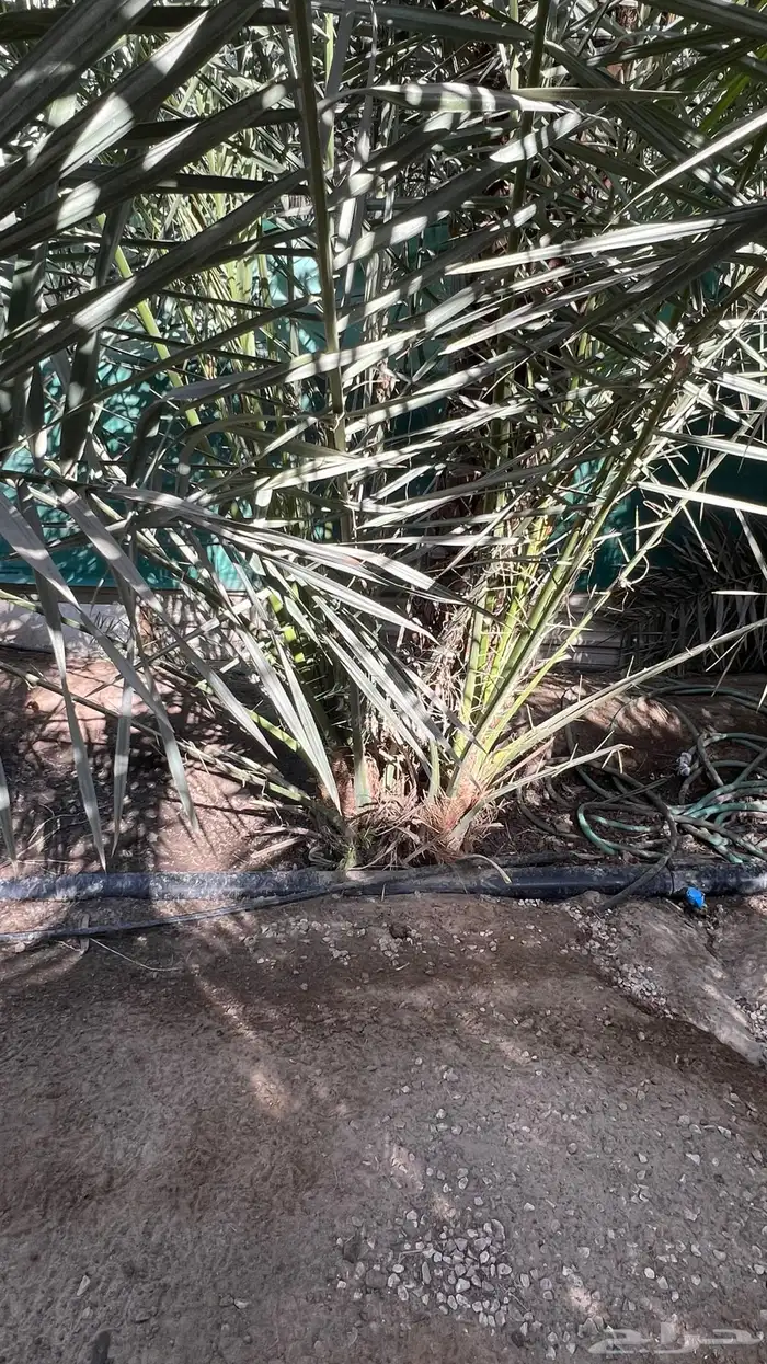 فسائل نخيل خلاص 3