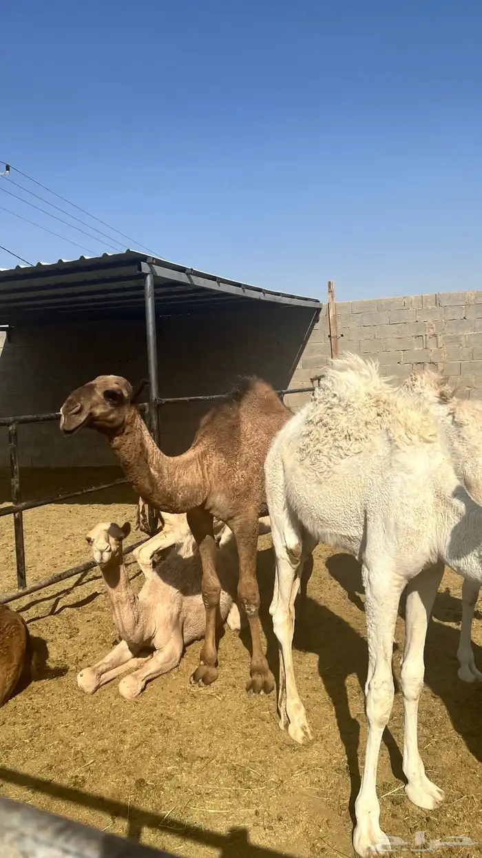 للبيع حشو وبكار 0