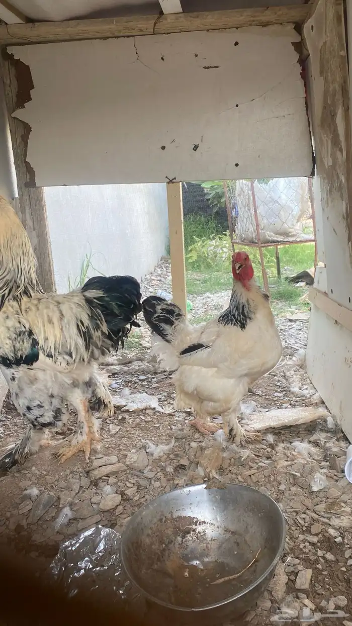 دجاج برهان 0