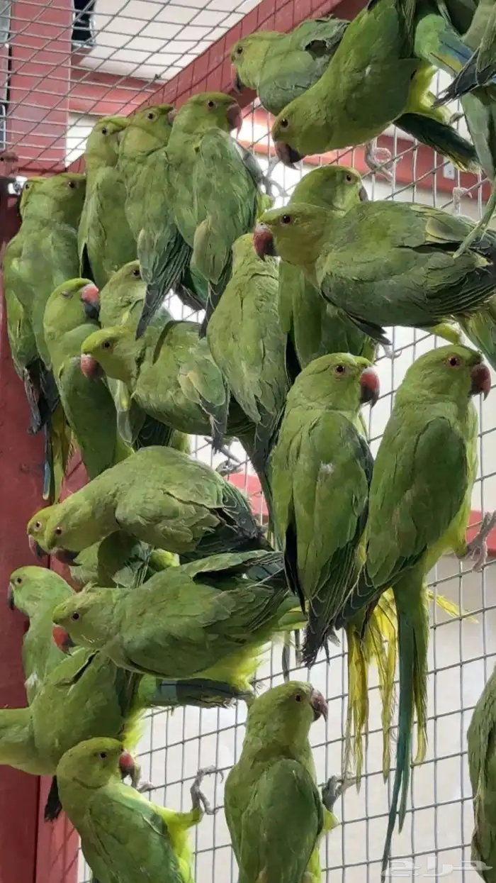 دره هندي 0