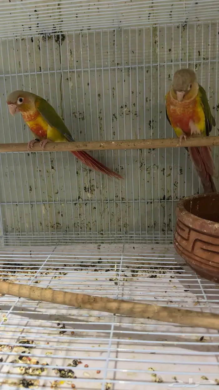 ازواج كنيور محلله وفردات اناث 4