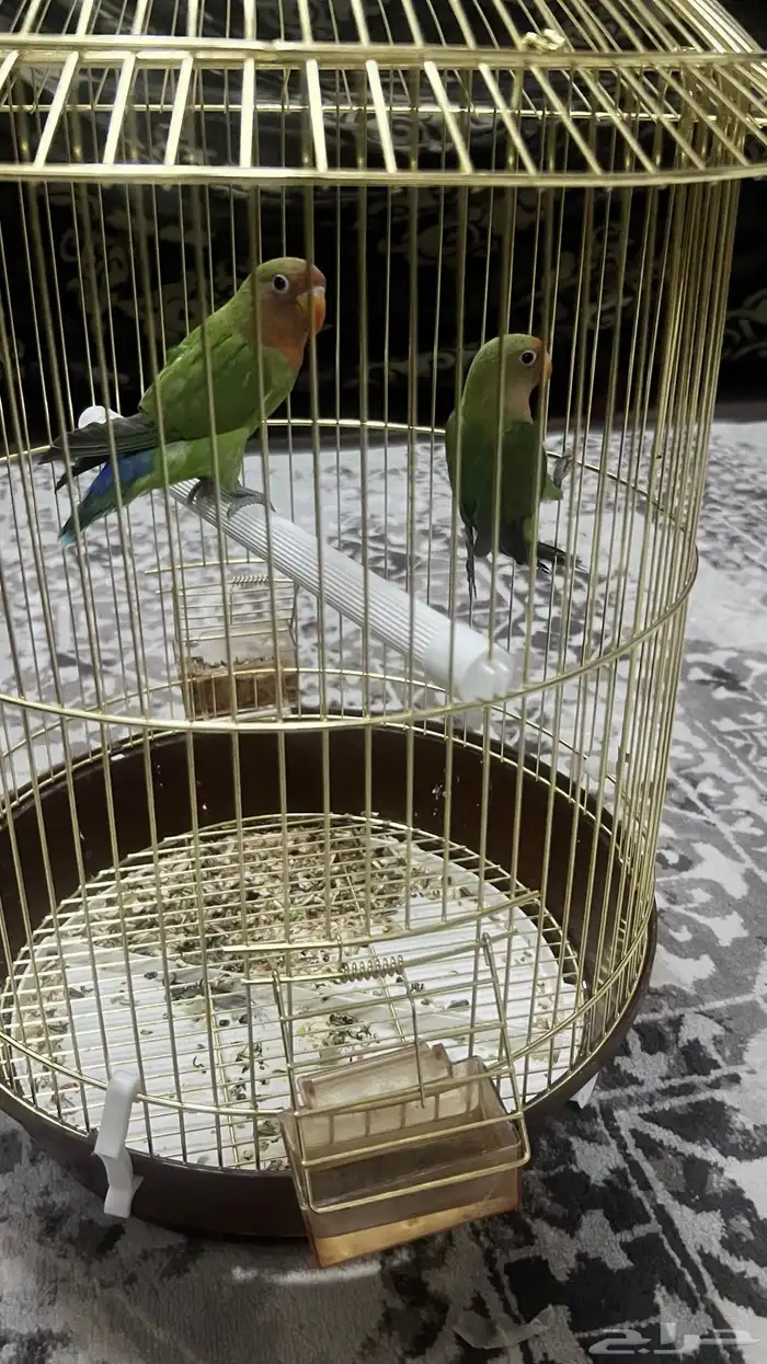 جوز طيور روز للبيع مع قفصهم 0