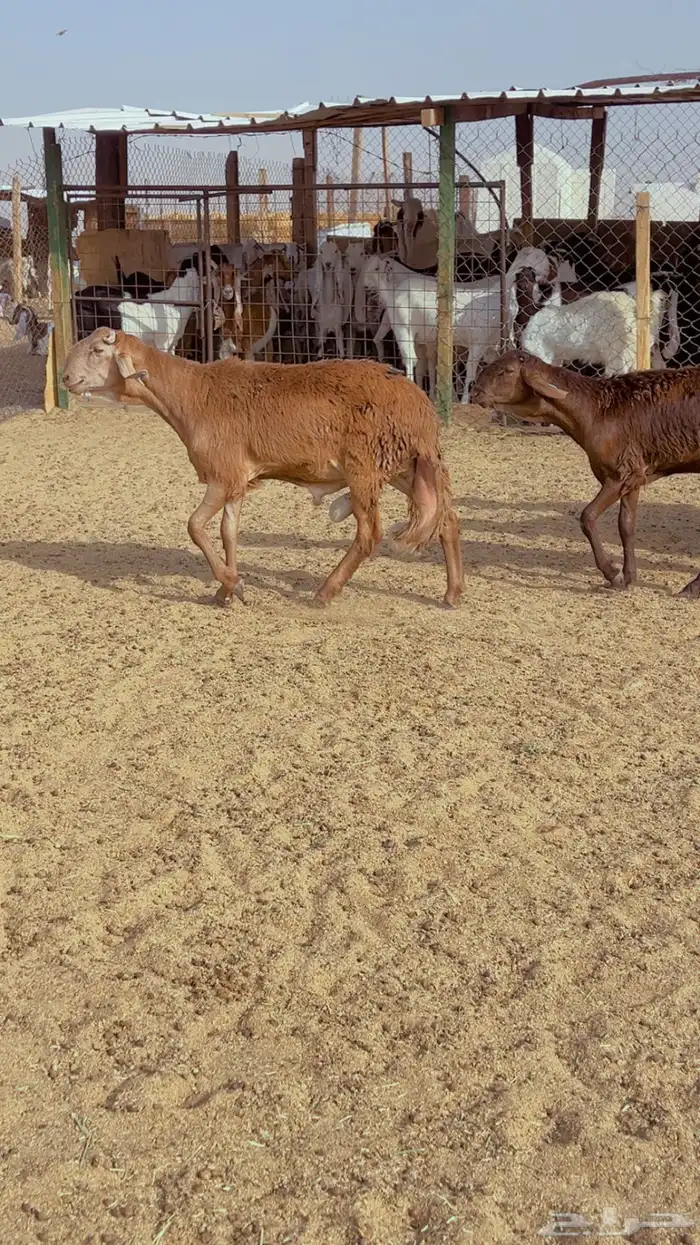 طليان سواكن فل شحم مرابي 4 شهور 2