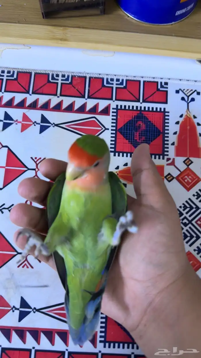 للبيع طير روز انثئ 0