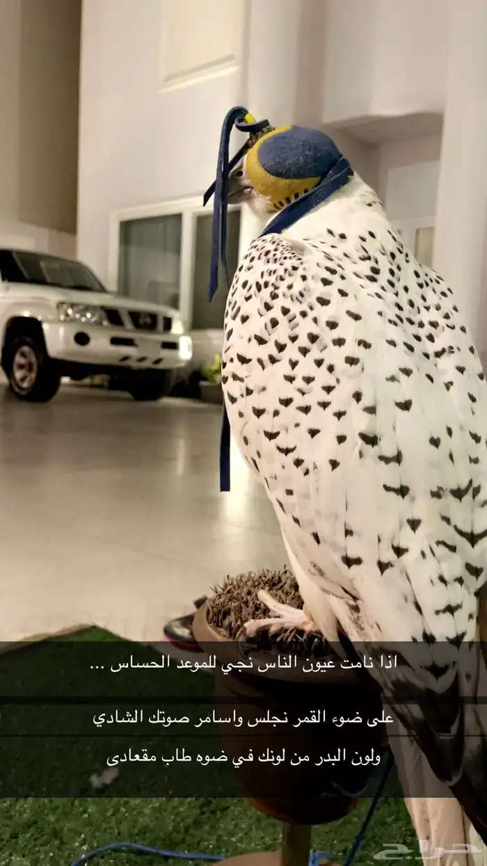 تاجير صقر والفعاليات الوطنيه وغيرها وللمناسبة 1