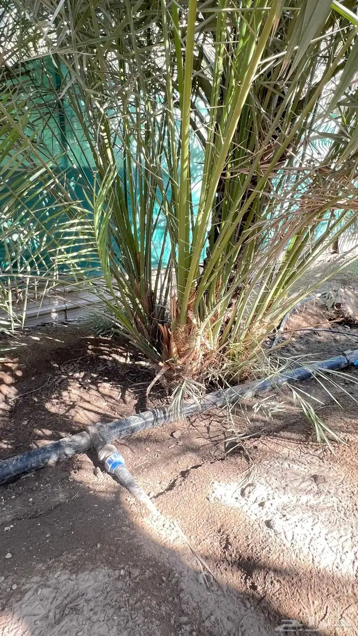 فسائل نخيل خلاص 0