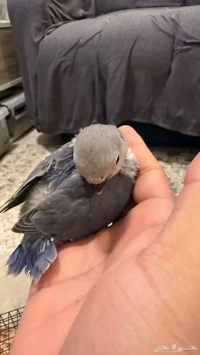 للبيع فروخ روز 7