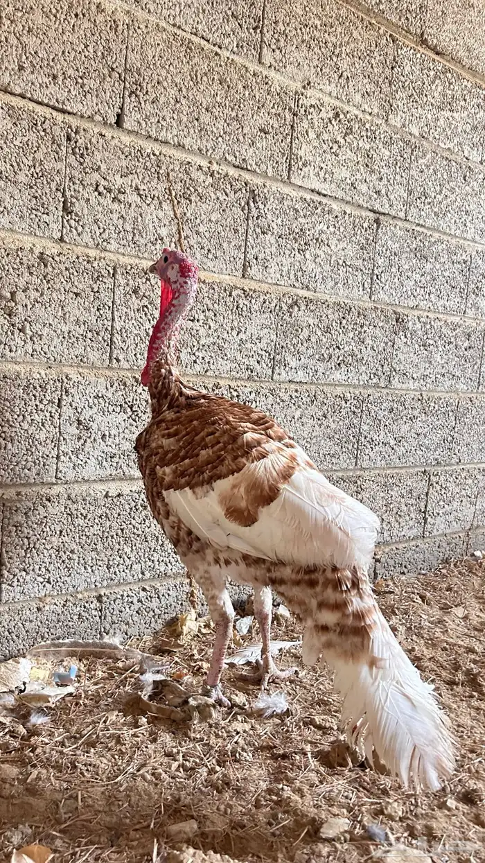 ديك رومي 1