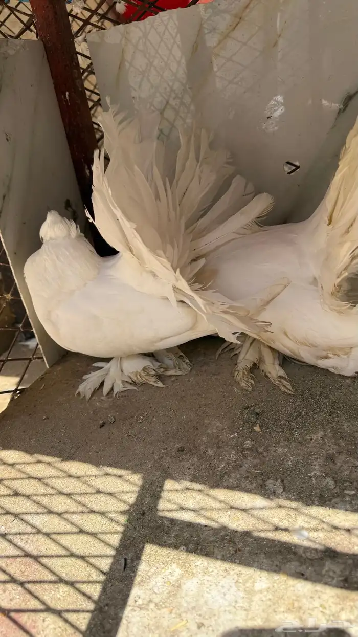 حمام رقاص للبيع ( بالليث ) 2