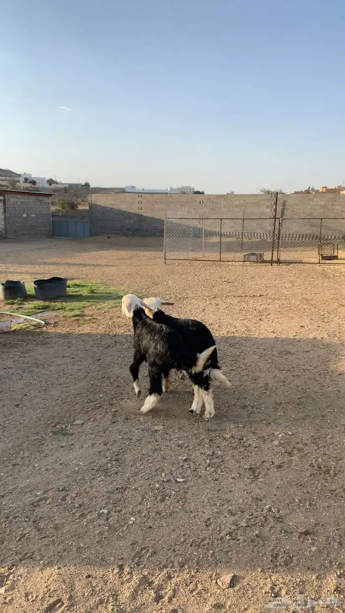 بهم تربيه خروف و رخال نجدي 1