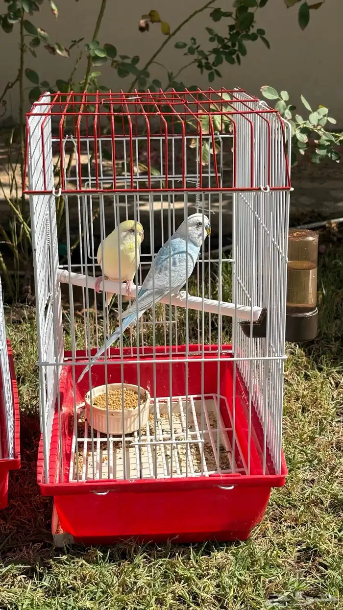 3 اجواز بادجي فاخرة 4