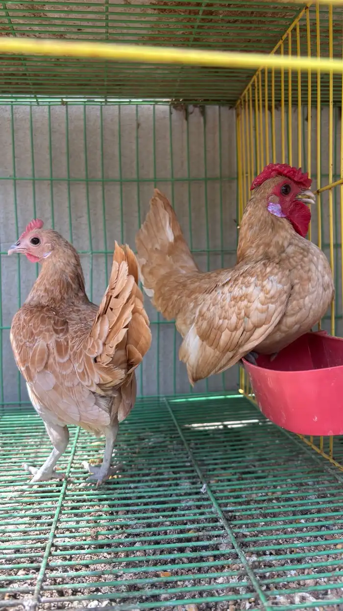 سبرايت كريمي 0