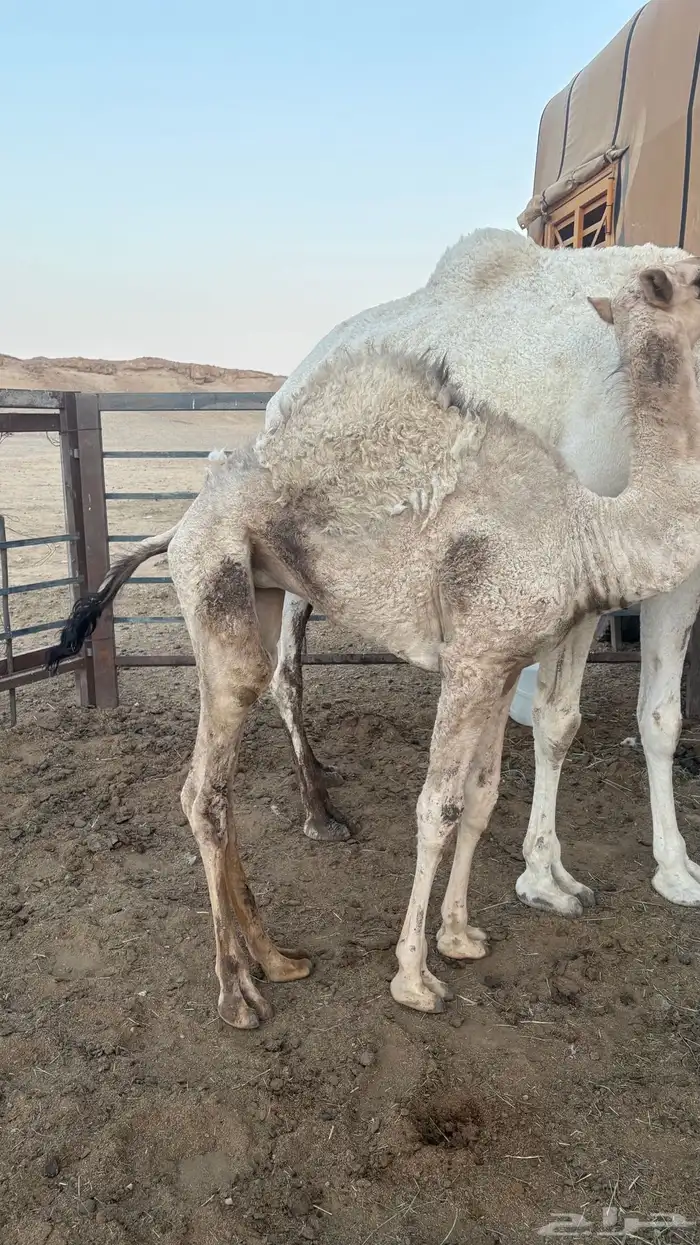 بكره عمرها 7 شهور فيها فك للبيع 1