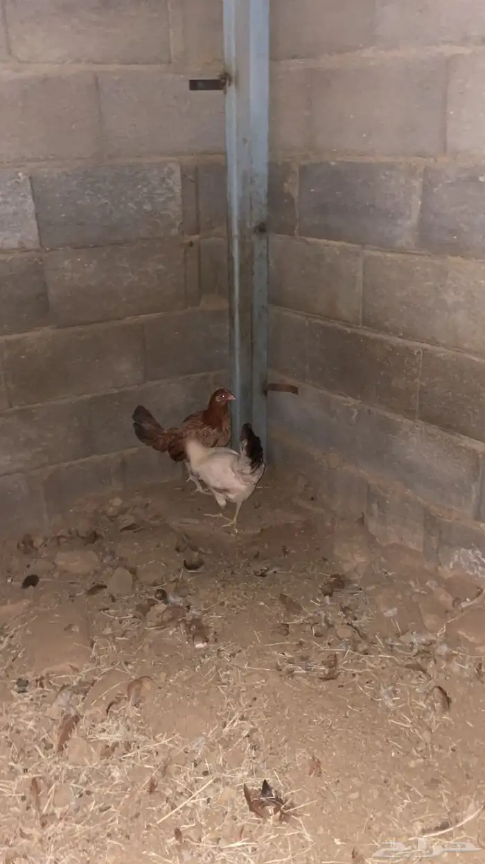 دجاجتين عربي حضان شرط كففو 2
