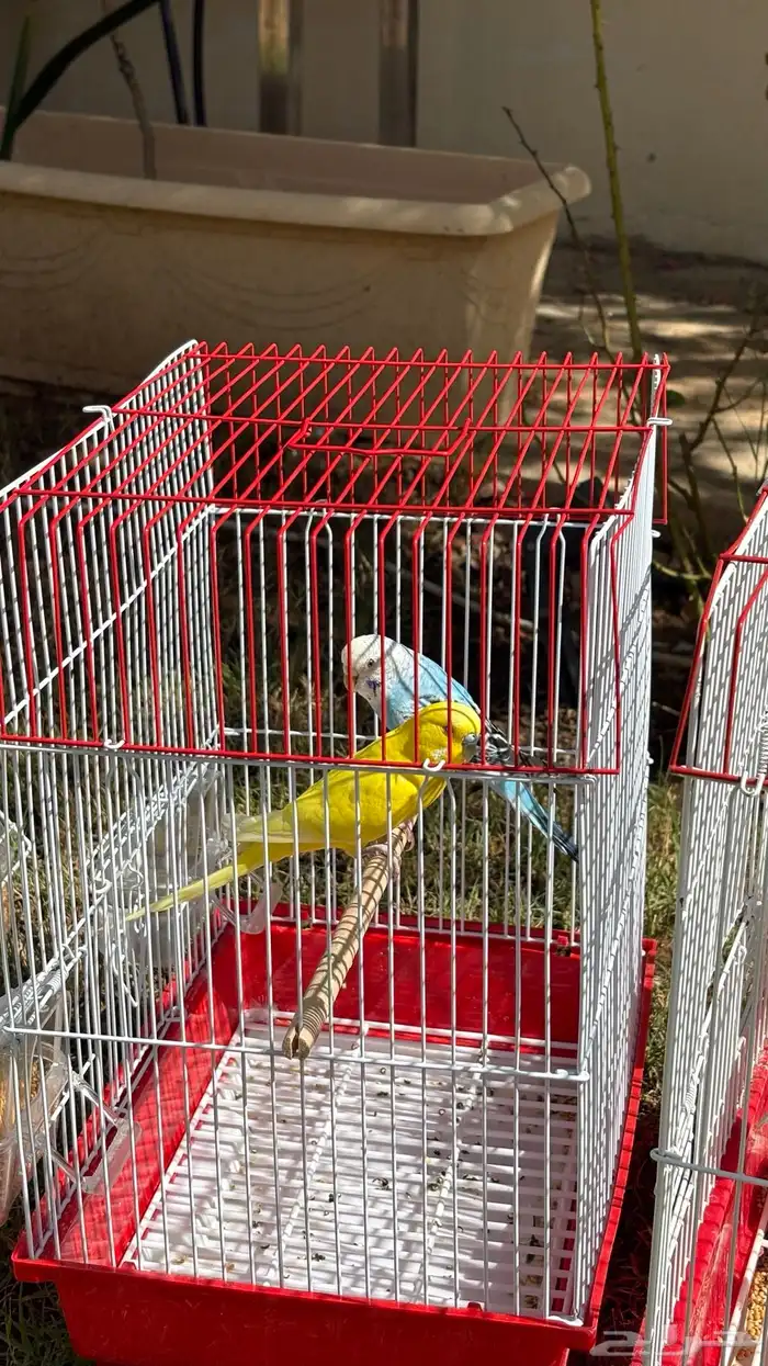 3 اجواز بادجي فاخرة 5