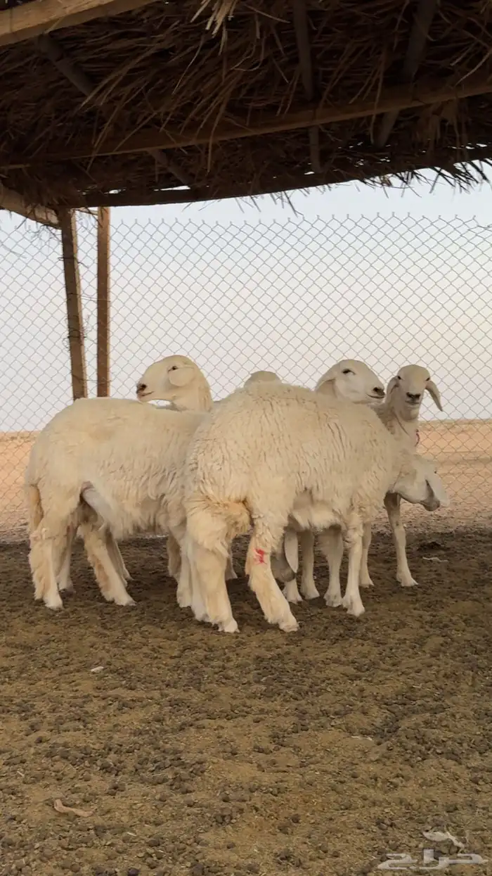 رخال حريات صنف الصنف تم البيع 0