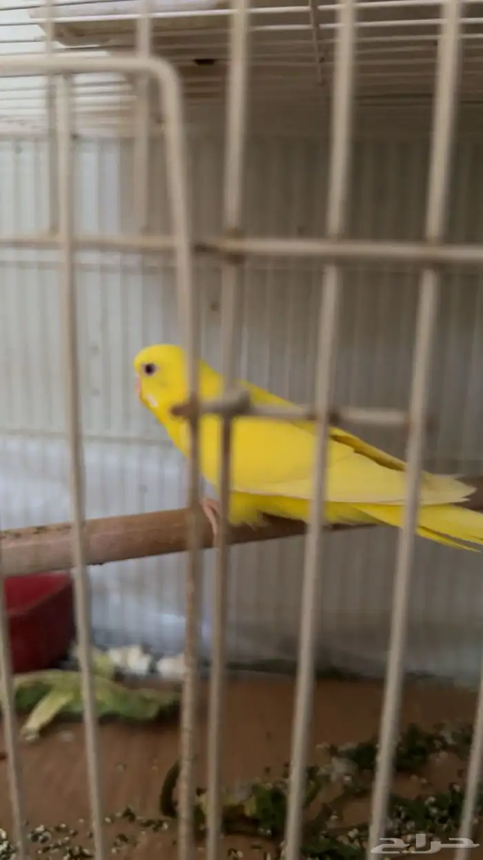 طيور حب للإنتاج 0
