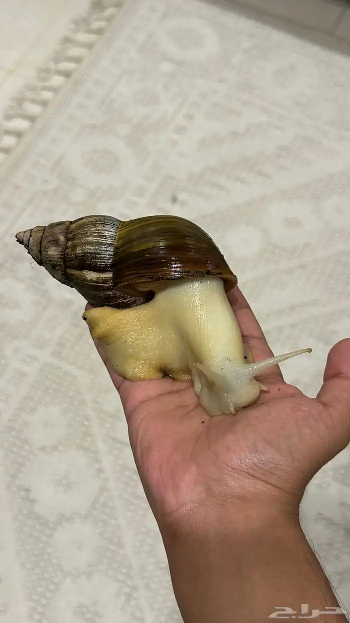 حلزون افريقي عملاق 1