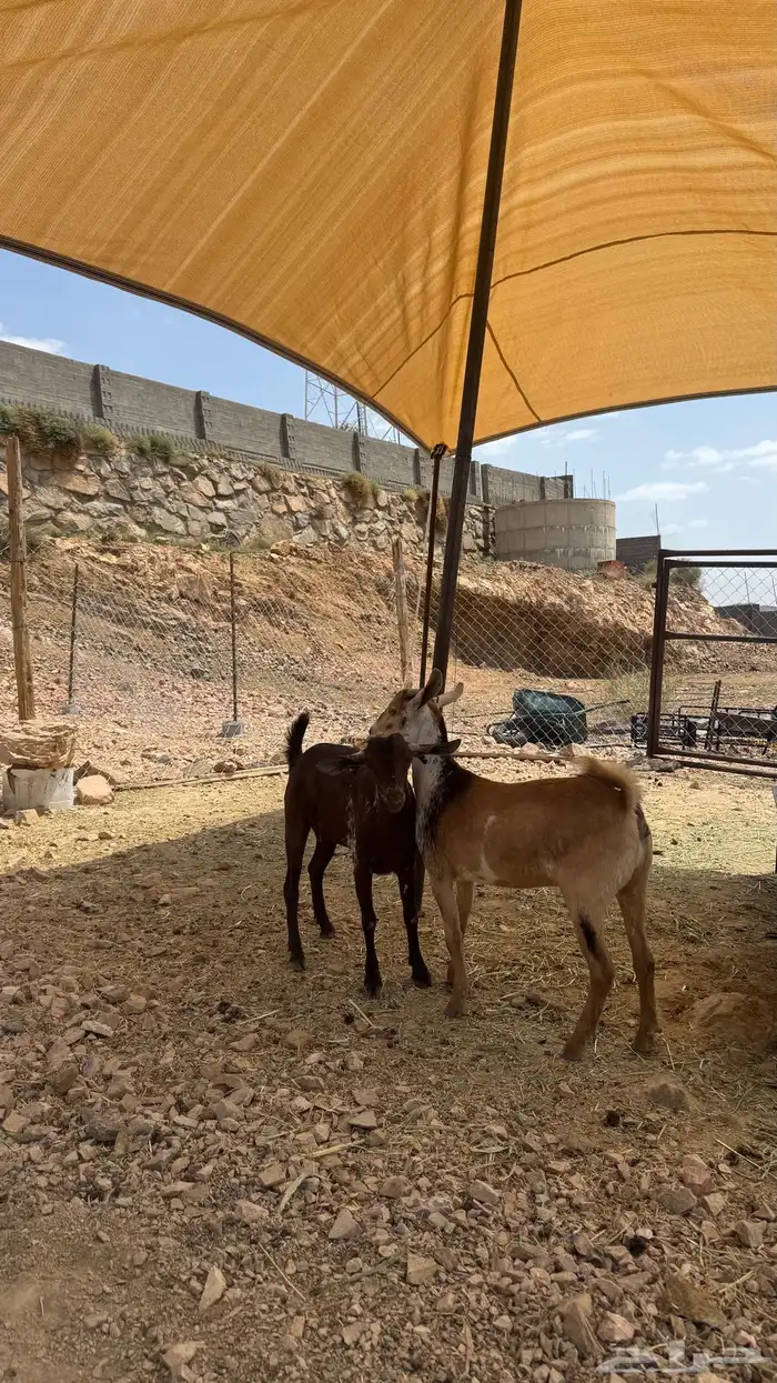 عنقان 0