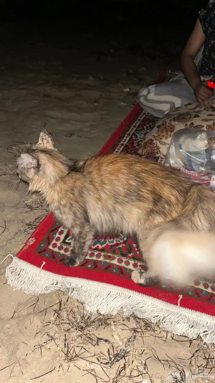 قطط بساس قط غريب 5