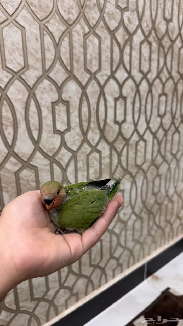 فرخ روز قرين رد فيس حجم بطلل (تم البيع) 2