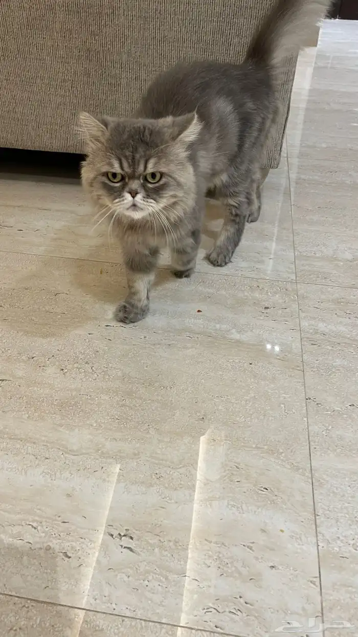 قط هملايا للبيع 3