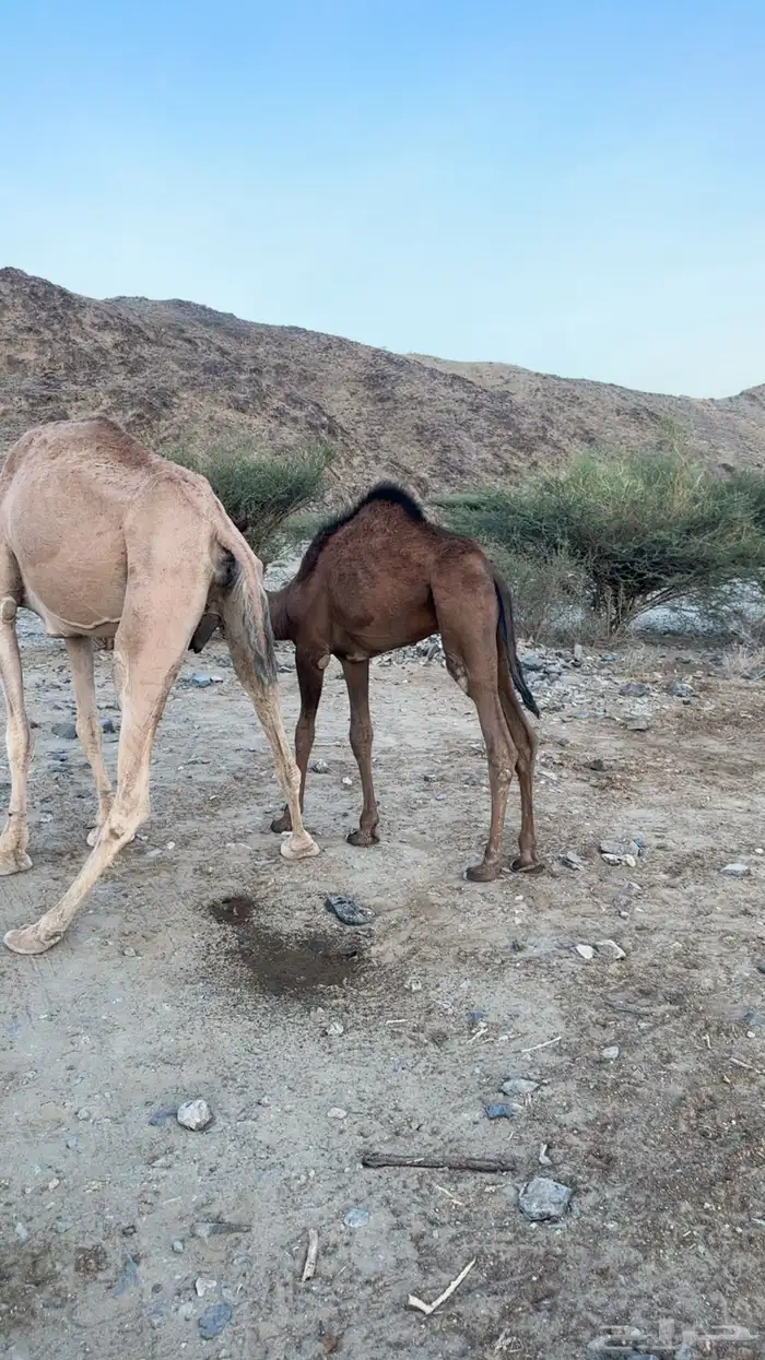 قعود لباني 0