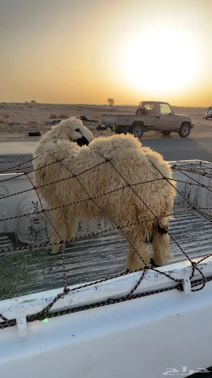 عيسيه جذعه 1