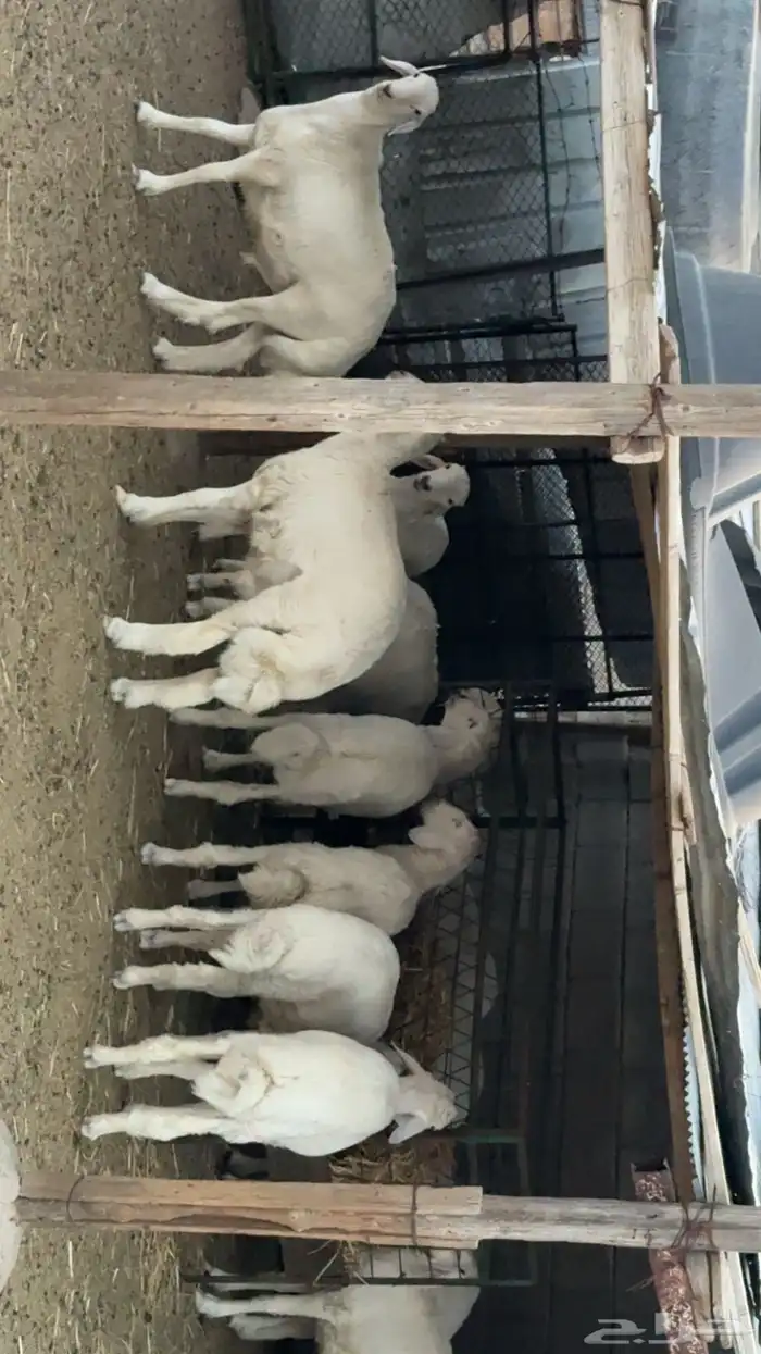 ذبائح للبيع كبير وسط حري سواكني حمري ابيض يوجد تابي وامكان 3