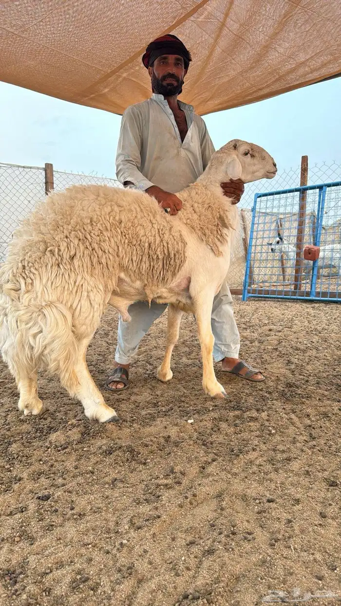 فحل صنف من حلال مسيفر الدهيمي 0