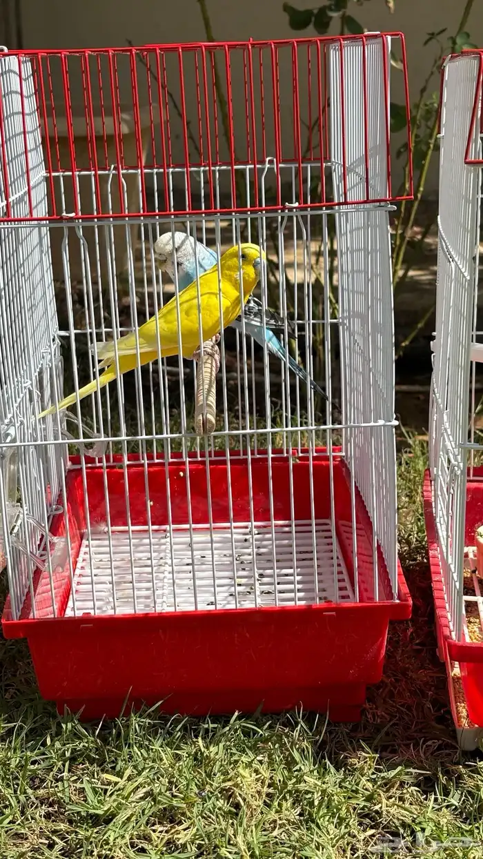 3 اجواز بادجي فاخرة 1